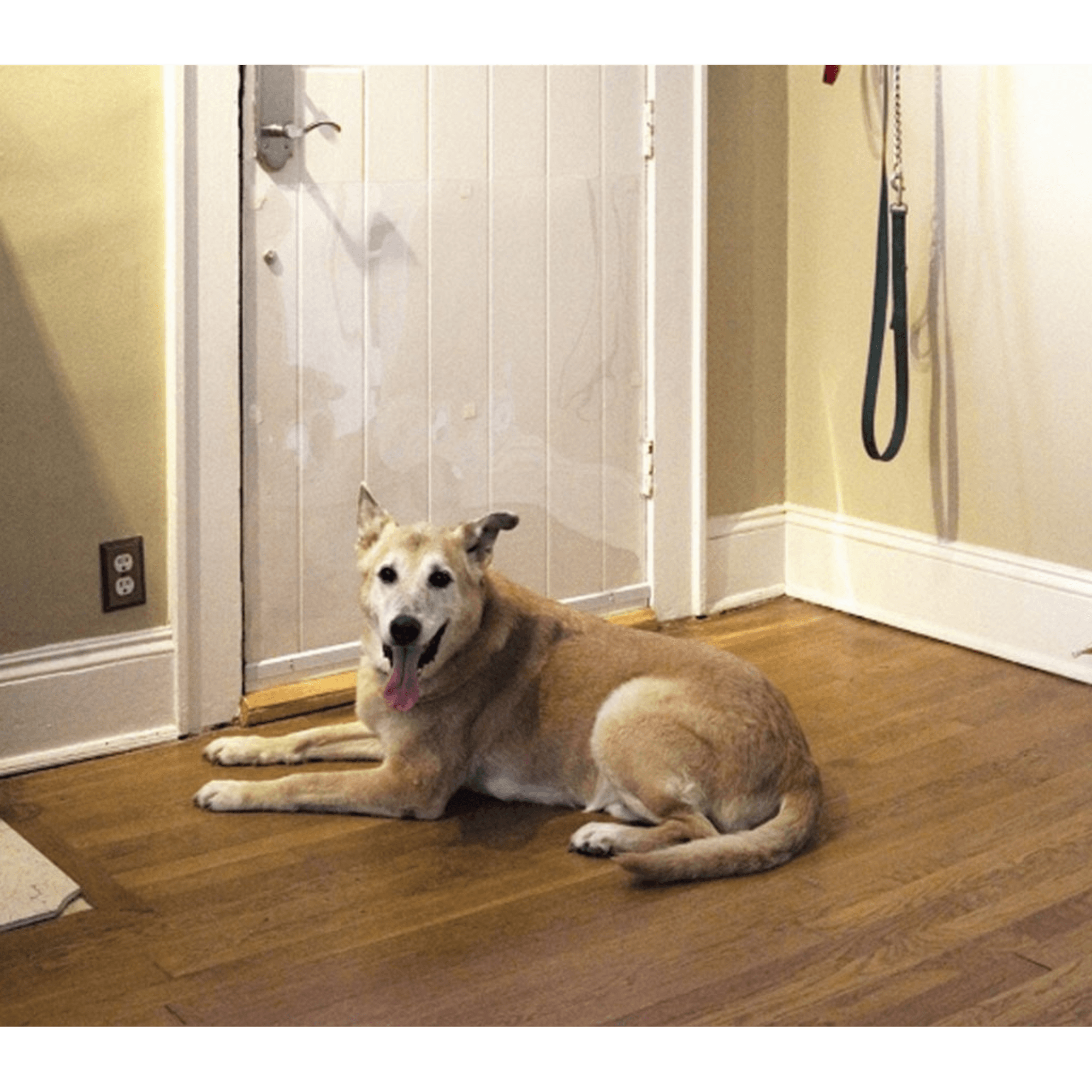 For Blog Only - Dog Damaged Door